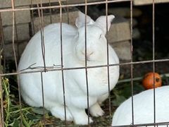 -大自然农场蔬菜草莓采摘园