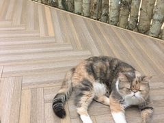 -酷豆宠物咖啡·宠物美食·撸猫馆