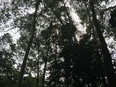 -火炉山森林公园