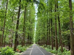-东平国家森林公园