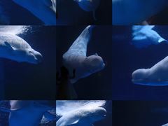 -海合安武汉极地海洋公园