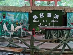 -西双版纳原始森林公园
