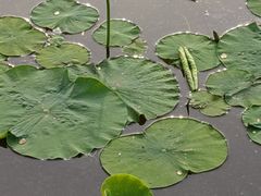 -莲花池公园