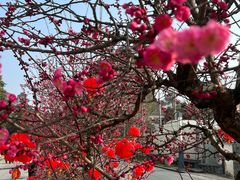 -郫都区农科村景区
