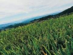 -山王坪喀斯特国家生态公园