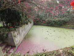 -都江堰玫瑰花溪谷