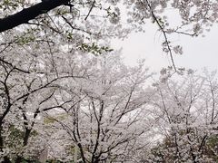 -武汉大学-樱园