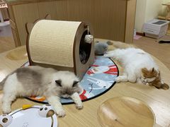 -猫和宫(六道口店)