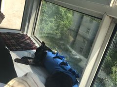 -小伙伴宠物医院•急重症转诊中心·老年专科·犬猫全科(北大街总院)