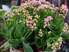 -双季花艺园艺市场(浦东店)
