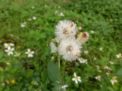 -黄埔油麻山森林公园