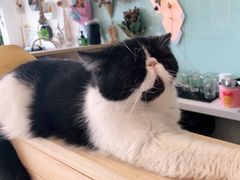 -平行世界·猫咖(首经贸店)