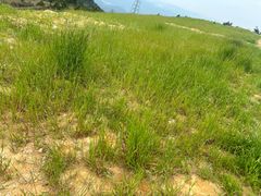 -龙里油画大草原旅游区