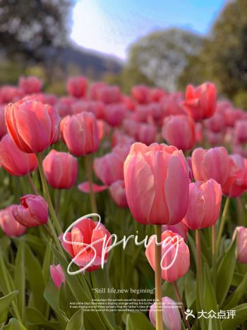 重庆最近天气太好了 带上家人搜罗附近的花海