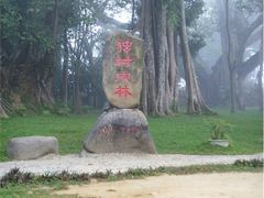 -瑞丽独树成林风景区