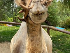 -北京野生动物园