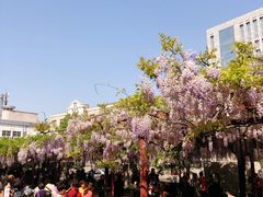 -嘉定紫藤园