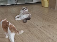 -是阿柴呀！柴犬咖啡·爱喵喵猫咖