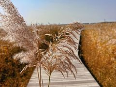 -野鸭湖国家湿地公园