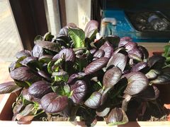 -1910老鲁味海鲜·戳子肉·青岛菜(金沙滩店)