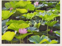 -丁香湖公园