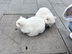 -北京鲁迅博物馆(北京新文化运动纪念馆鲁博馆区)