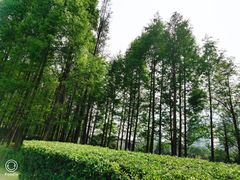 -尚贤河湿地