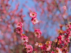 -洋湖国家湿地公园