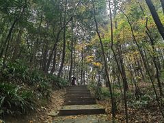 -南山植物园