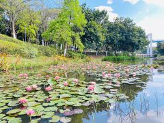 -东莞植物园