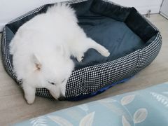 -翊宠yipet猫狗购宠庄园犬舍•猫舍