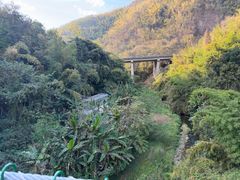 -西双版纳原始森林公园