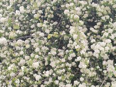 -曹州百花园