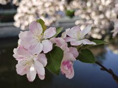 -海棠花溪(元大都城垣遗址公园)