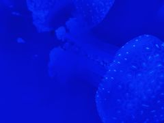 -福州罗源湾海洋世界旅游区