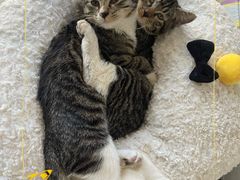 -芭比堂动物医院广州顽皮分院