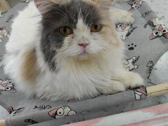 -喵园·猫主题咖啡厅·撸猫·猫咖(国贸店)