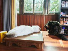 -楼上猫咖(罗湖店)