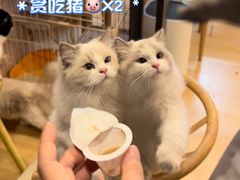 -猫咪派对(江南西店)
