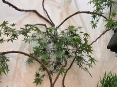 -耳艺采耳·足疗·按摩SPA(市桥店)