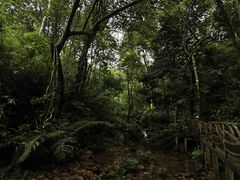 -海南热带雨林国家公园吊罗山景区