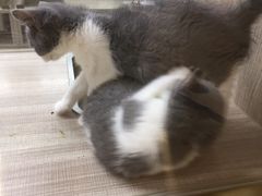 -飞行喵MR PILOT|猫舍·猫咖(静安大融城店)