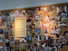 -翊宠yipet猫狗购宠庄园犬舍•猫舍