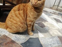 -喵屿·大理花园猫咖