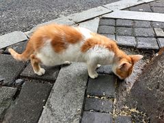 -慕儿姜鸭面江湖菜(七星岗二十年店)