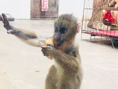 -西安秦岭野生动物园