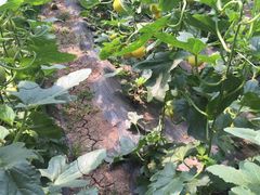 -万源龙顺度假庄园生态观光园