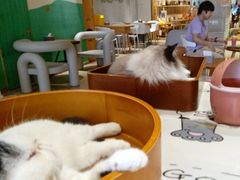 -藏猫猫咖啡主题馆(中央大道店)
