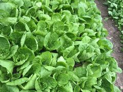 -上海多利农业发展有限公司