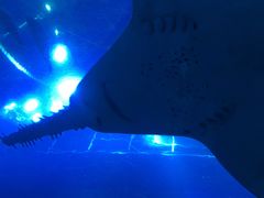 -迪拜水族馆及水下动物园